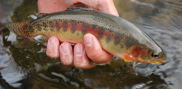 Barnaby golden trout