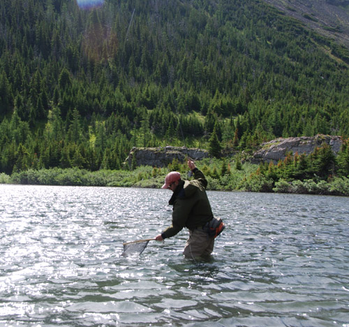 how to catch colorado golden trout in colorado fishing planet