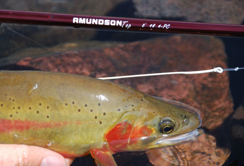 fishing planet rocky lake unique golden trout